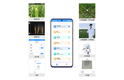 合川区小麦表型测量仪IN-XM05